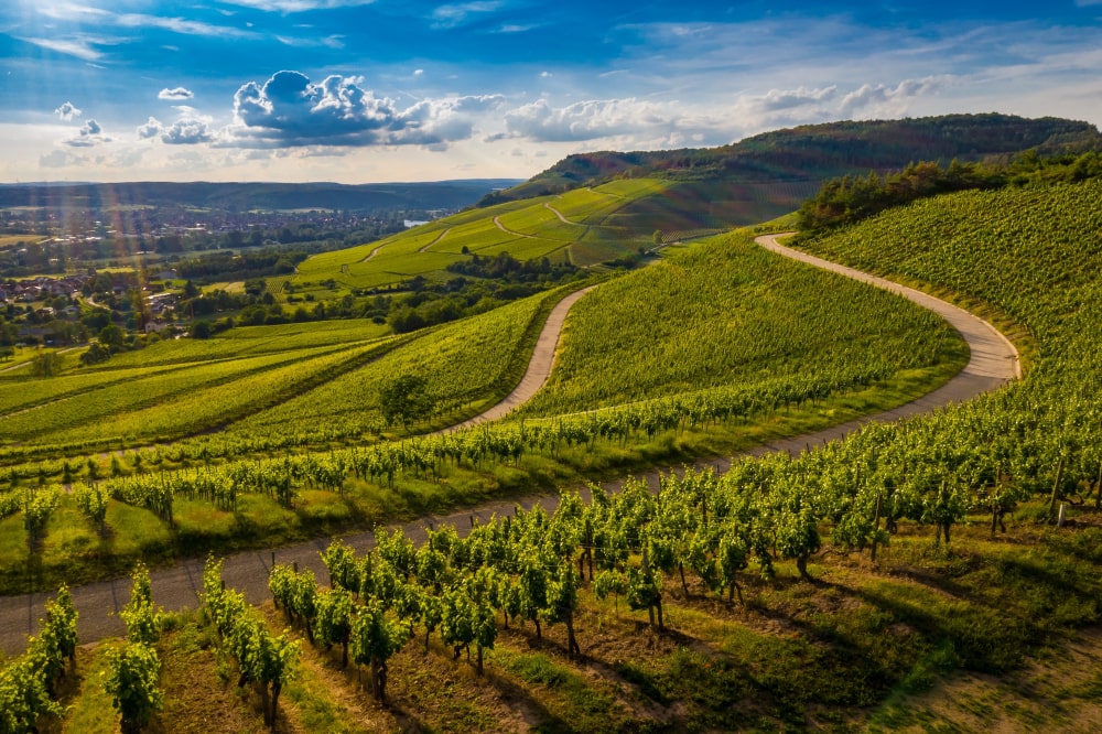 vue vignoble dans collines verdoyantes au coucher du soleil