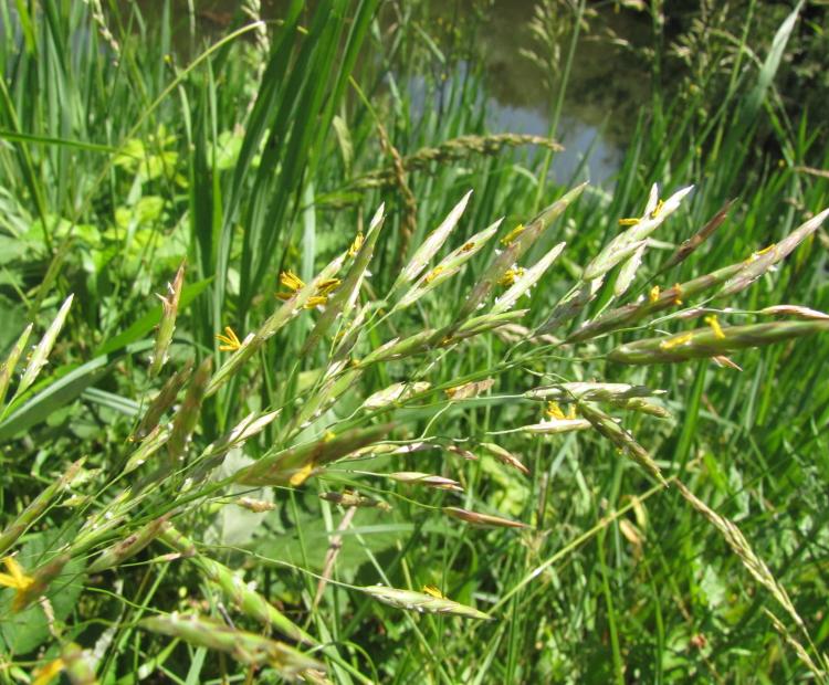 Graminées en fleurs