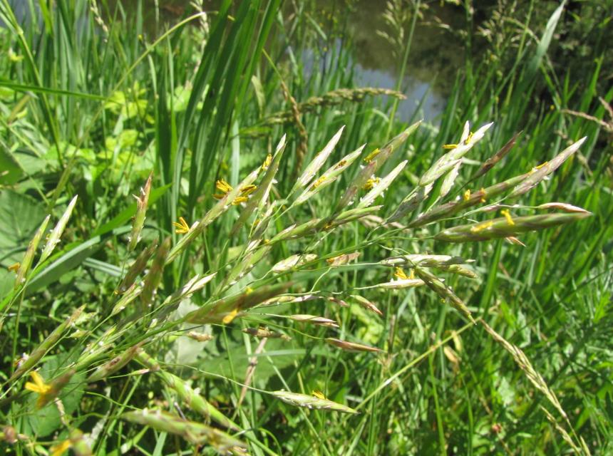 Graminées en fleurs